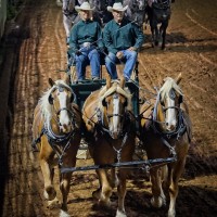 Live Oak Belgians, Draft Horse Wagon and Carriage Services in Western Montana